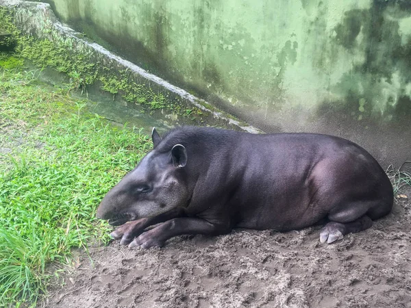 South American tapir (Tapirus terrestris), also known as the Brazilian tapir. Rare animal in captivity. — Stock Image South American Tapir Tapirus Terrestris Also Known Brazilian Tapir Rare Stock Picture