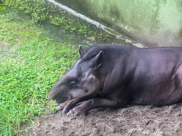 South American tapir (Tapirus terrestris), also known as the Brazilian tapir. Rare animal in captivity. — Stock Image South American Tapir Tapirus Terrestris Also Known Brazilian Tapir Rare Stock Image