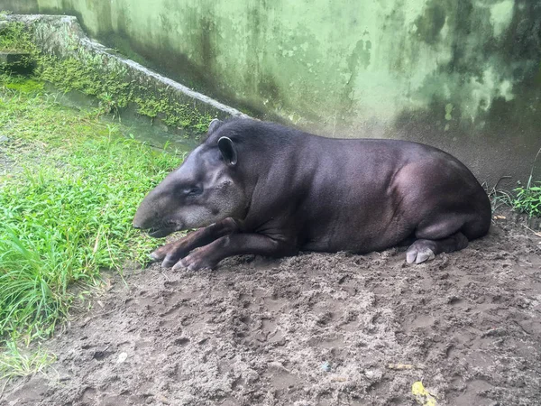 South American tapir (Tapirus terrestris), also known as the Brazilian tapir. Rare animal in captivity. — Stock Image South American Tapir Tapirus Terrestris Also Known Brazilian Tapir Rare Royalty Free Stock Photos