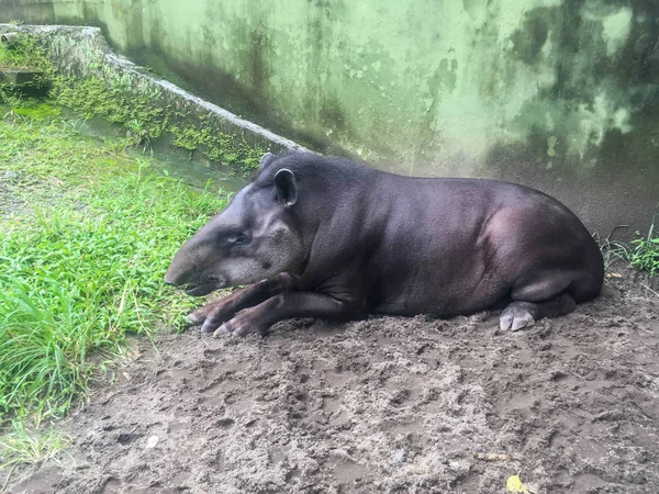 South American tapir (Tapirus terrestris), also known as the Brazilian tapir. Rare animal in captivity. — Stock Image South American Tapir Tapirus Terrestris Also Known Brazilian Tapir Rare Royalty Free Stock Photos