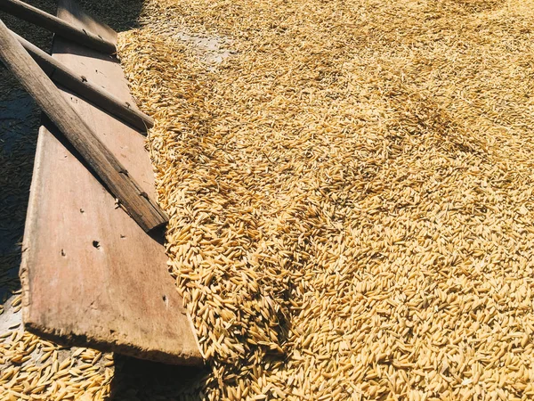 Farma Rýže Staré Nebo Staré Zemědělské Nástroje Dřeva Jako Smeták — Stock fotografie