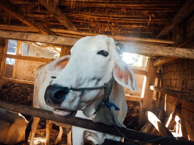 Ongole Crossbred sığırları ya da Java İneği ya da Beyaz İnek ya da sapi peranakan ongole (PO) ya da Bos taurus Endonezya 'nın geleneksel çiftliğindeki en büyük sığırlardır. Geleneksel çiftlik hayvanı yetiştiriciliği