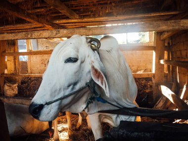Ongole Crossbred sığırları ya da Java İneği ya da Beyaz İnek ya da sapi peranakan ongole (PO) ya da Bos taurus Endonezya 'nın geleneksel çiftliğindeki en büyük sığırlardır. Geleneksel çiftlik hayvanı yetiştiriciliği