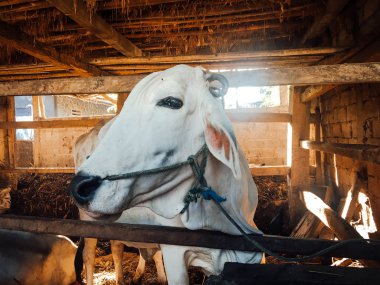 Ongole Crossbred sığırları ya da Java İneği ya da Beyaz İnek ya da sapi peranakan ongole (PO) ya da Bos taurus Endonezya 'nın geleneksel çiftliğindeki en büyük sığırlardır. Geleneksel çiftlik hayvanı yetiştiriciliği