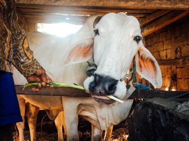 Ongole Crossbred sığırları ya da Java İneği ya da Beyaz İnek ya da sapi peranakan ongole (PO) ya da Bos taurus Endonezya 'nın geleneksel çiftliğindeki en büyük sığırlardır. Geleneksel çiftlik hayvanı yetiştiriciliği