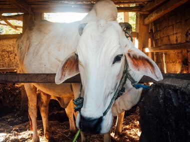 Ongole Crossbred sığırları ya da Java İneği ya da Beyaz İnek ya da sapi peranakan ongole (PO) ya da Bos taurus Endonezya 'nın geleneksel çiftliğindeki en büyük sığırlardır. Geleneksel çiftlik hayvanı yetiştiriciliği
