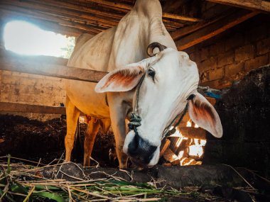 Ongole Crossbred sığırları ya da Java İneği ya da Beyaz İnek ya da sapi peranakan ongole (PO) ya da Bos taurus Endonezya 'nın geleneksel çiftliğindeki en büyük sığırlardır. Geleneksel çiftlik hayvanı yetiştiriciliği