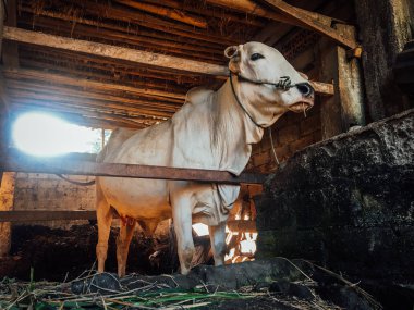 Ongole Crossbred sığırları ya da Java İneği ya da Beyaz İnek ya da sapi peranakan ongole (PO) ya da Bos taurus Endonezya 'nın geleneksel çiftliğindeki en büyük sığırlardır. Geleneksel çiftlik hayvanı yetiştiriciliği