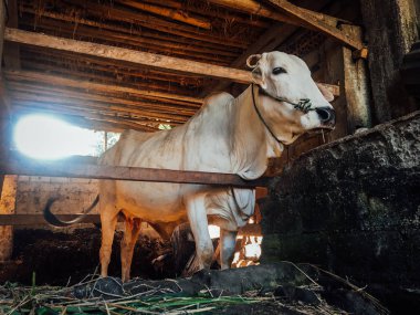 Ongole Crossbred sığırları ya da Java İneği ya da Beyaz İnek ya da sapi peranakan ongole (PO) ya da Bos taurus Endonezya 'nın geleneksel çiftliğindeki en büyük sığırlardır. Geleneksel çiftlik hayvanı yetiştiriciliği