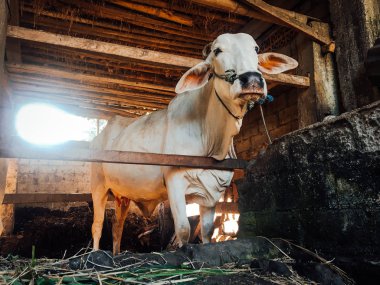 Ongole Crossbred sığırları ya da Java İneği ya da Beyaz İnek ya da sapi peranakan ongole (PO) ya da Bos taurus Endonezya 'nın geleneksel çiftliğindeki en büyük sığırlardır. Geleneksel çiftlik hayvanı yetiştiriciliği