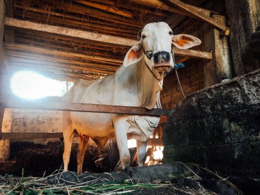 Ongole Crossbred sığırları ya da Java İneği ya da Beyaz İnek ya da sapi peranakan ongole (PO) ya da Bos taurus Endonezya 'nın geleneksel çiftliğindeki en büyük sığırlardır. Geleneksel çiftlik hayvanı yetiştiriciliği