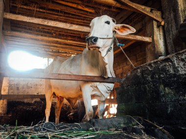 Ongole Crossbred sığırları ya da Java İneği ya da Beyaz İnek ya da sapi peranakan ongole (PO) ya da Bos taurus Endonezya 'nın geleneksel çiftliğindeki en büyük sığırlardır. Geleneksel çiftlik hayvanı yetiştiriciliği