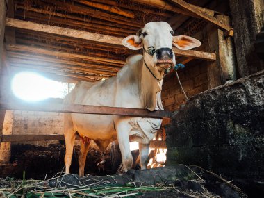 Ongole Crossbred sığırları ya da Java İneği ya da Beyaz İnek ya da sapi peranakan ongole (PO) ya da Bos taurus Endonezya 'nın geleneksel çiftliğindeki en büyük sığırlardır. Geleneksel çiftlik hayvanı yetiştiriciliği
