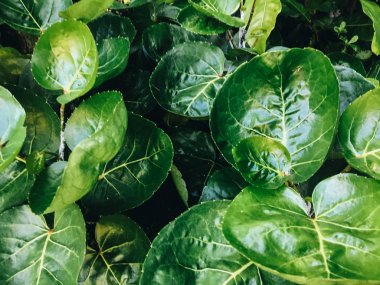 Polyscias Scutellaria da kalkan aralia veya erik aralia veya Fincan Yaprak veya Akşam Yemeği Plaka Aralia veya Daun mangkokan olarak bilinir. yaprak parklar arka plan kalp ve damlacık su şeklinde görünüyor