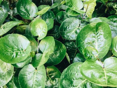 Polyscias Scutellaria da kalkan aralia veya erik aralia veya Fincan Yaprak veya Akşam Yemeği Plaka Aralia veya Daun mangkokan olarak bilinir. yaprak parklar arka plan kalp ve damlacık su şeklinde görünüyor