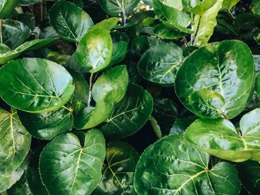 Polyscias Scutellaria da kalkan aralia veya erik aralia veya Fincan Yaprak veya Akşam Yemeği Plaka Aralia veya Daun mangkokan olarak bilinir. yaprak parklar arka plan kalp ve damlacık su şeklinde görünüyor