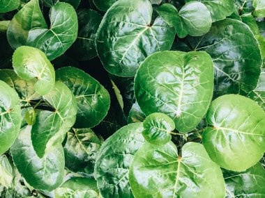 Polyscias Scutellaria da kalkan aralia veya erik aralia veya Fincan Yaprak veya Akşam Yemeği Plaka Aralia veya Daun mangkokan olarak bilinir. yaprak parklar arka plan kalp ve damlacık su şeklinde görünüyor