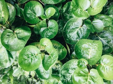 Polyscias Scutellaria da kalkan aralia veya erik aralia veya Fincan Yaprak veya Akşam Yemeği Plaka Aralia veya Daun mangkokan olarak bilinir. yaprak parklar arka plan kalp ve damlacık su şeklinde görünüyor
