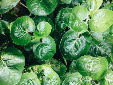 Polyscias Scutellaria da kalkan aralia veya erik aralia veya Fincan Yaprak veya Akşam Yemeği Plaka Aralia veya Daun mangkokan olarak bilinir. yaprak parklar arka plan kalp ve damlacık su şeklinde görünüyor