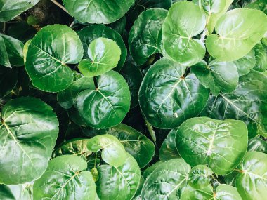Polyscias Scutellaria da kalkan aralia veya erik aralia veya Fincan Yaprak veya Akşam Yemeği Plaka Aralia veya Daun mangkokan olarak bilinir. yaprak parklar arka plan kalp ve damlacık su şeklinde görünüyor