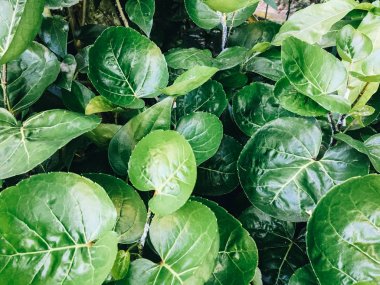 Polyscias Scutellaria da kalkan aralia veya erik aralia veya Fincan Yaprak veya Akşam Yemeği Plaka Aralia veya Daun mangkokan olarak bilinir. yaprak parklar arka plan kalp ve damlacık su şeklinde görünüyor