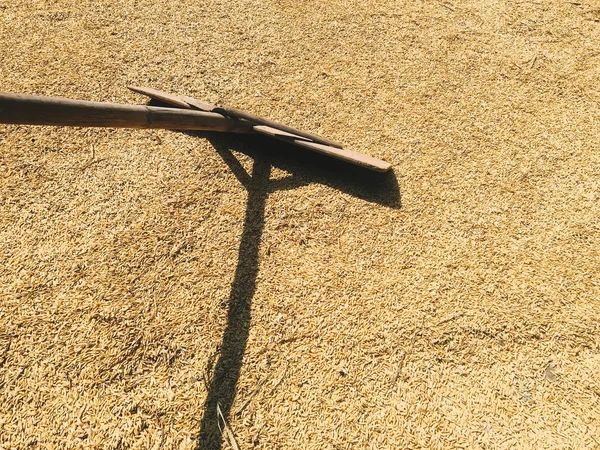 Rice Farm Ancient Old Agriculture Tools Wood Broom Drying Rice — Stock Photo, Image