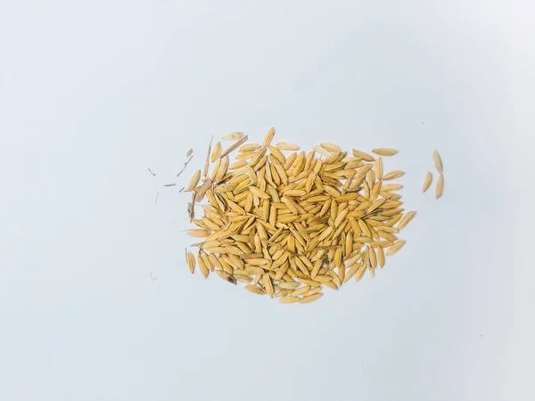 Золотой Рис Рисовые Зерна Габа После Сбора Урожая Рисовых Полей — стоковое фото