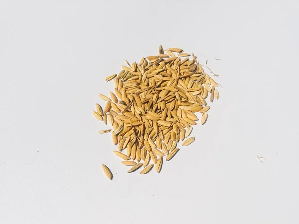Золотой Рис Рисовые Зерна Габа После Сбора Урожая Рисовых Полей — стоковое фото
