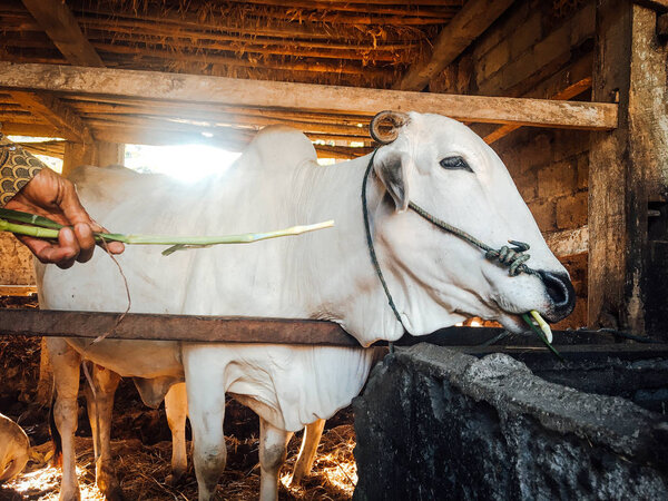 Ongole Crossbred cattle or Javanese Cow or White Cow or sapi peranakan ongole (PO) or Bos taurus is the largest cattle in Indonesia in traditional farm, Indonesia. Traditional livestock breeding