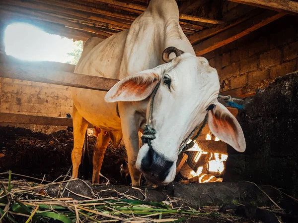 Ongole Crossbred sığırları ya da Java İneği ya da Beyaz İnek ya da sapi peranakan ongole (PO) ya da Bos taurus Endonezya 'nın geleneksel çiftliğindeki en büyük sığırlardır. Geleneksel çiftlik hayvanı yetiştiriciliği