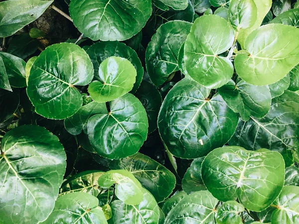 Polyscias Scutellaria da kalkan aralia veya erik aralia veya Fincan Yaprak veya Akşam Yemeği Plaka Aralia veya Daun mangkokan olarak bilinir. yaprak parklar arka plan kalp ve damlacık su şeklinde görünüyor