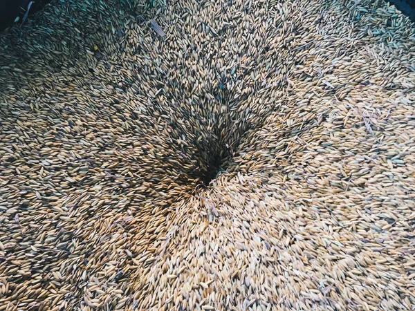 Arroz Dorado Granos Textura Grano Después Cosecha Los Arrozales Máquina —  Fotos de Stock