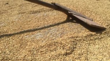 Süpürge gibi ahşaptan pirinç tanelerinin veya çeltiklerin yerle bir eteklerinin kurutulması için eski veya eski tarım araçları. Endonezya'da pirinç hasadı sonrası çiftçi lik