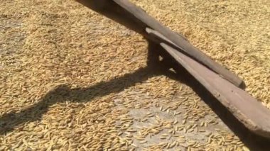 Süpürge gibi ahşaptan pirinç tanelerinin veya çeltiklerin yerle bir eteklerinin kurutulması için eski veya eski tarım araçları. Endonezya'da pirinç hasadı sonrası çiftçi lik