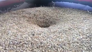 Altın pirinç veya tahıl veya tahıl doku Endonezya pirinç öğütme makinesiiçine çeltik tarlalarından hasat sonra