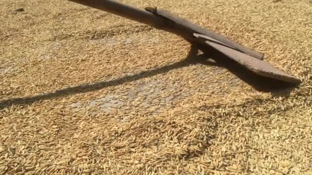 古代或古老的农具 从木材如扫把 到干燥米粒或地板上的水稻 印度尼西亚水稻收获后农民工作 — 图库视频影像