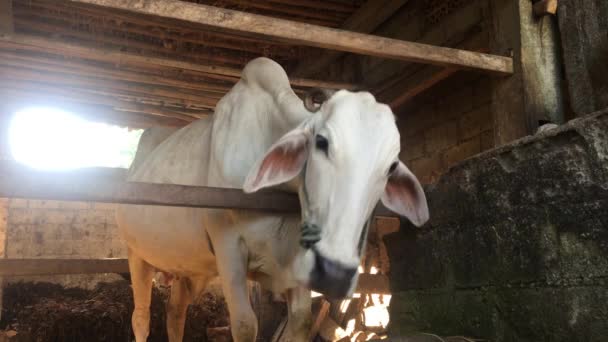 ワンゴレクロスブレッド牛またはジャワ牛または白牛またはサピペランカン オンゴレ またはボス タウルスは インドネシアの伝統的な農場で最大の牛です 伝統的な家畜飼育 — ストック動画