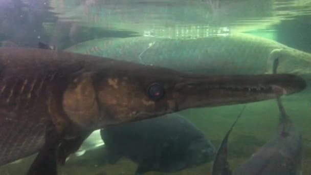 Levande Fisk Till Salu Stormarknad Akvarium Färska Friska Skaldjur — Stockvideo