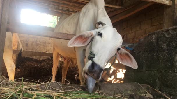 Ongole Crossbred Cattle Javanese Cow White Cow Sapi Peranakan Ongole — Stock Video