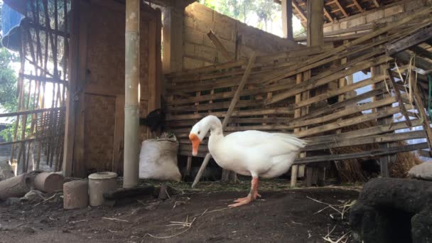 White Domestic Healthy Goose Yard Bright Sunny Day — Stock Video