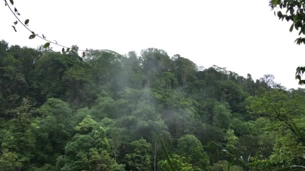 霧の多い熱帯雨林や熱帯林の空中ビュー バリ島 インドネシアのジャングルの上空を飛行する — ストック動画