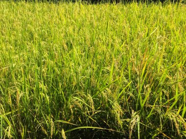 hasat öncesi sarı yeşil pirinç alanı yakın