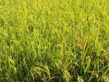 hasat öncesi sarı yeşil pirinç alanı yakın