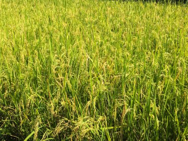 hasat öncesi sarı yeşil pirinç alanı yakın