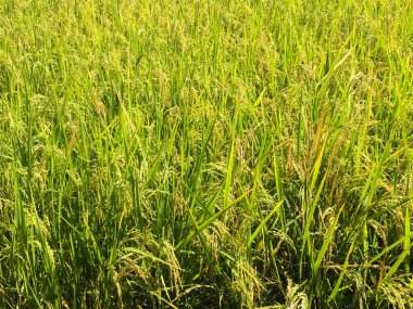 hasat öncesi sarı yeşil pirinç alanı yakın