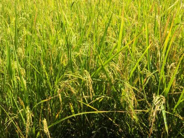 hasat öncesi sarı yeşil pirinç alanı yakın