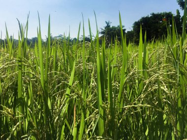hasat öncesi sarı yeşil pirinç alanı yakın