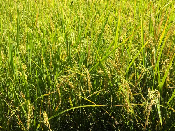 hasat öncesi sarı yeşil pirinç alanı yakın