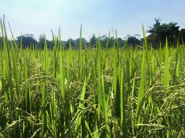 hasat öncesi sarı yeşil pirinç alanı yakın