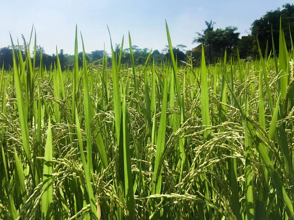 hasat öncesi sarı yeşil pirinç alanı yakın